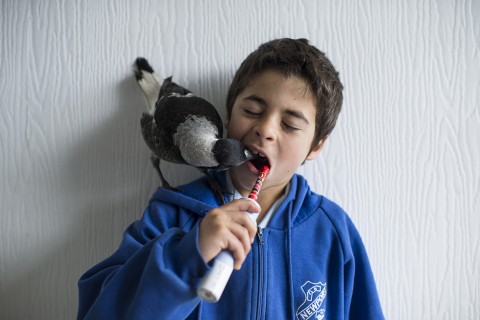 Pingvin a szarka (Pingvin a szarka)