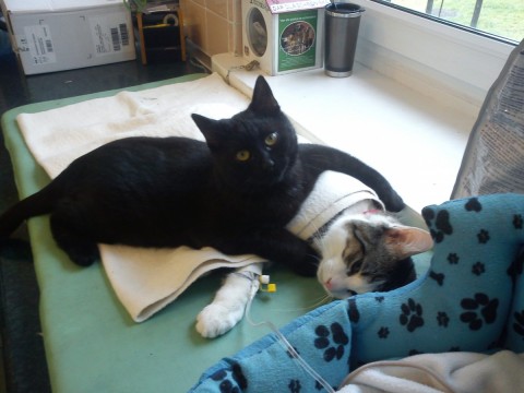 Rademenes (cica, macska, )