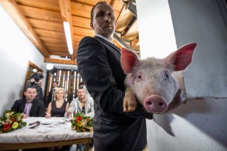 Sertésszépségverseny Hajmás, sertés 04 (Sertésszépségverseny Hajmás, sertés 04)