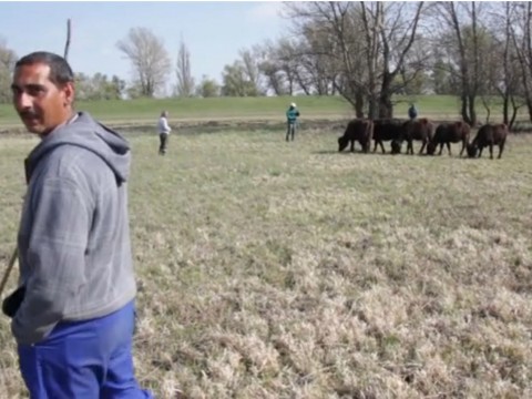 Vizibivaly-tenyésztés (bivaly, )