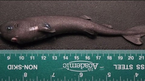 Zsebcápa (zsebcápa, cápa, )