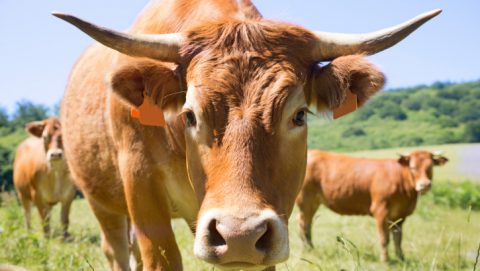 bika (bika, marha, )