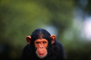 csimpánz (csimpánz, majom, bíróság, ember, emberi jog, személyiségi jog, kutatás, kísérlet, tiudomány)