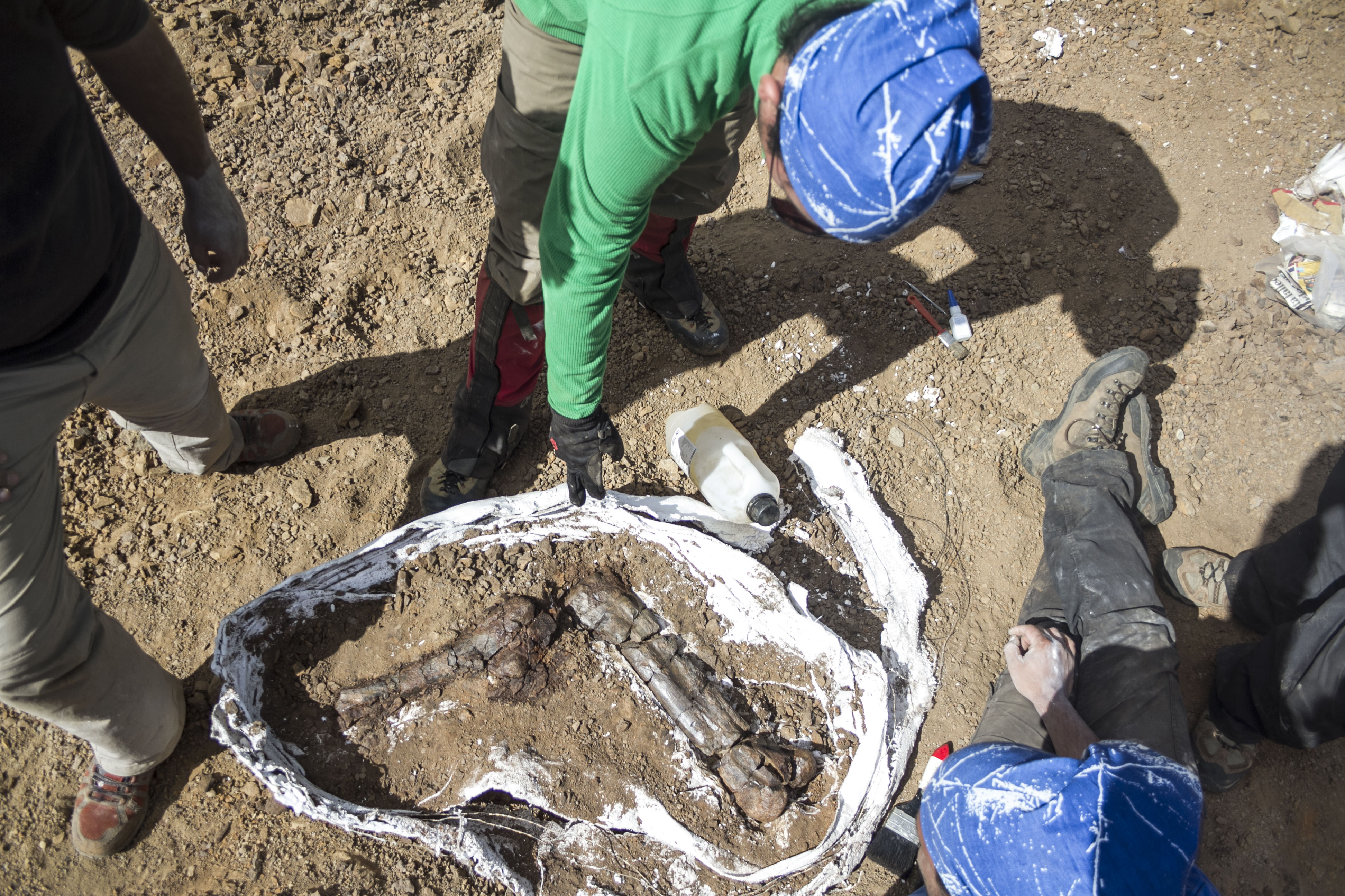 dino1 (dinoszaurusz, tyrannosaurus rex, t-rex, paleontológia, őslénytan, paleontológus, őslénykutató, Chilesaurus diegosuarezi, kövület, chile, fosszília, tudomány)