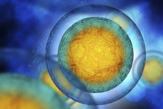 emberi sejt (emberi sejt, mikro felvétel, mikroszkóp)