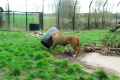 hordoba-szorult-oroszlan(960x640).jpg (oroszlán, beszorult, állatkert, videó, )