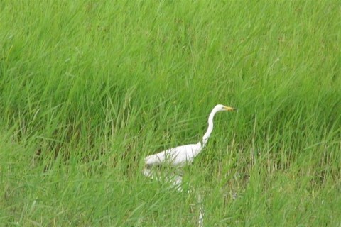 kocsag(960x640).jpg (vasarhely, kocsag, hungarikum, madar)