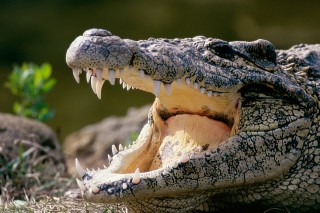 krokodil (krokodil)