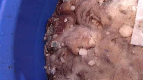 lefoglalt rohadt hús (rohadt hús)