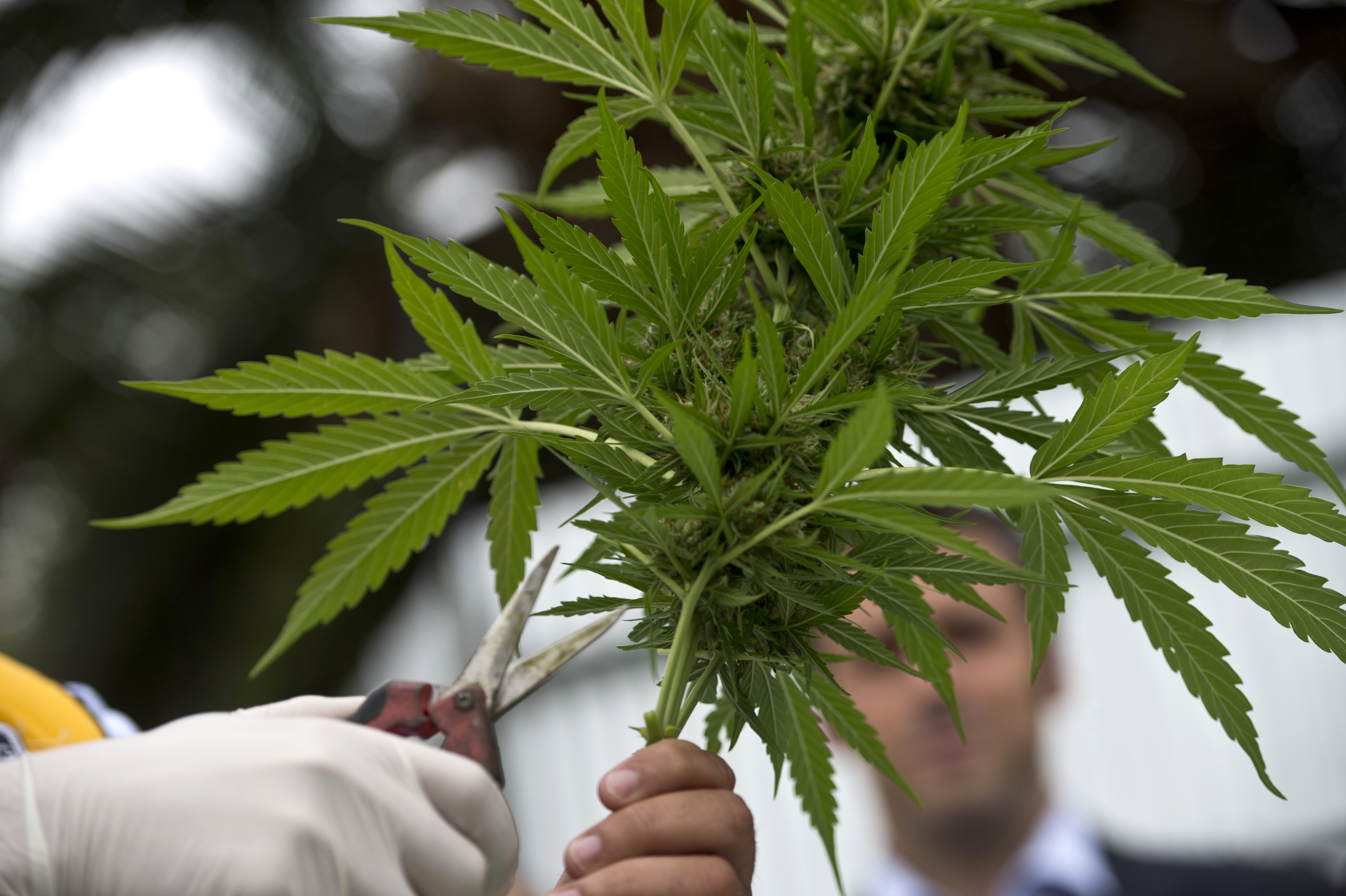 marihuána (marihuána, epilepszia, kutatás, kísérlet, gyógyítás, gyógyszer, orvosi marihuána, tudomány, )