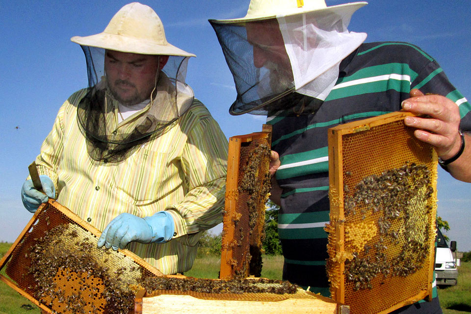 méhész (méhész, méh, méhkaptár)