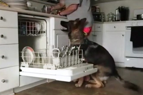 mosogato-kutya(960x640).jpg (kutya, konyha, )