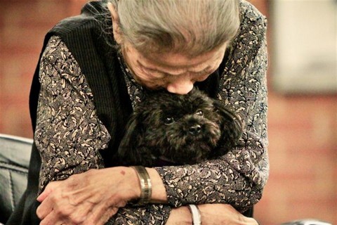 nala(960x640).jpg (kutya)