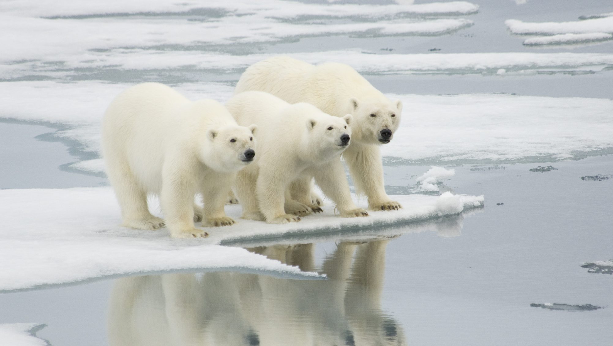 polarbears (környezetszennyezés, felmelegedés, globális felmelegedés, üvegházhatású gázok, üvegházgázok, meteorológia, klímaváltozás, nasa, tudomány)