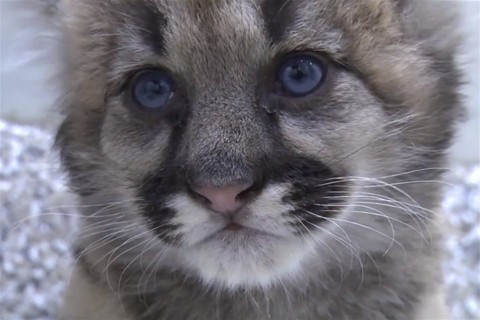 puma(960x640).jpg (puma, )