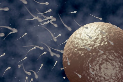 sperma, spermium (sperma, spermium)