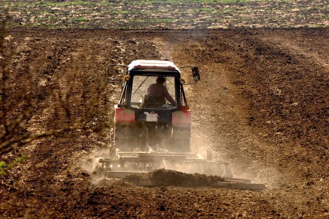 szantofold(210x140).jpg (szántóföld, aratás)