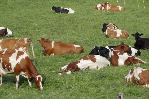 tehen(960x640).jpg (tehén)