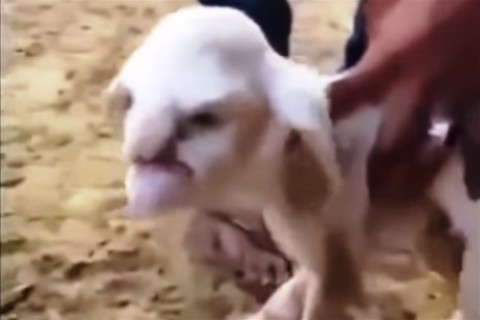 torzarcu-birka(960x640).jpg (birka, torzszülött, )