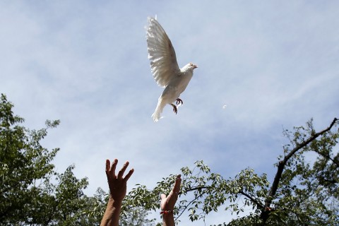 Bekegalamb(430x286).jpg (Array)