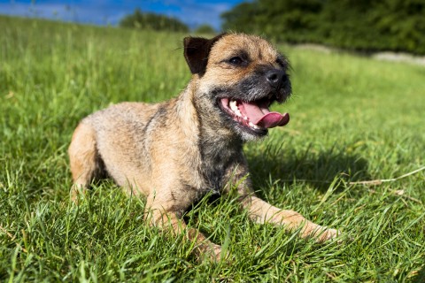 Border terrier (Array)