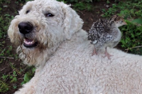 Cuki-komondor(960x640).jpg (Array)