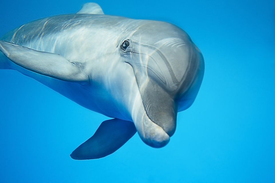 Delfin (Array)