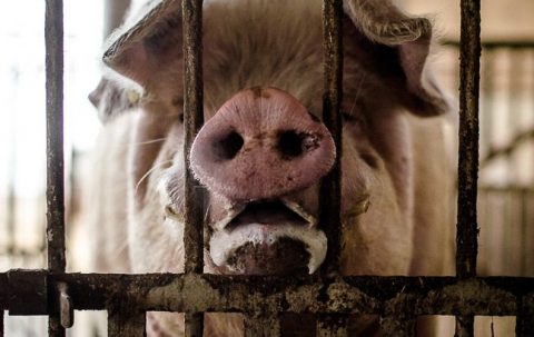 Diszno(1)(430x286).jpg (Array)