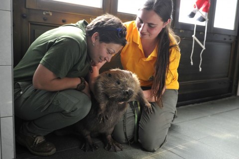 Franci, a hód (Array)