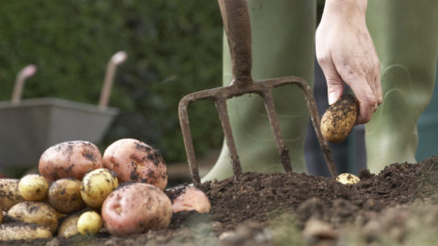 Krumpli, burgonya (Array)