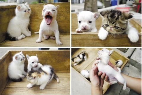 Kutyamacska(960x640).jpg (Array)