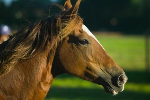 Lo(2)(960x640).jpg (Array)