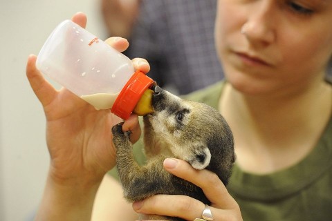 Ormányosmedve (Array)