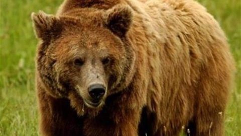 barnamedve(1)(960x640).jpg (Array)