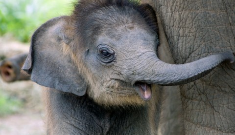 elefántbébi (Array)