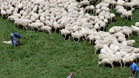 juh, nyáj, legelő (Array)