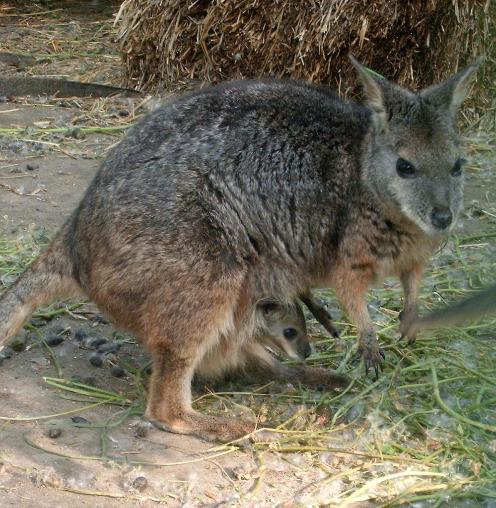 kenguru (Array)