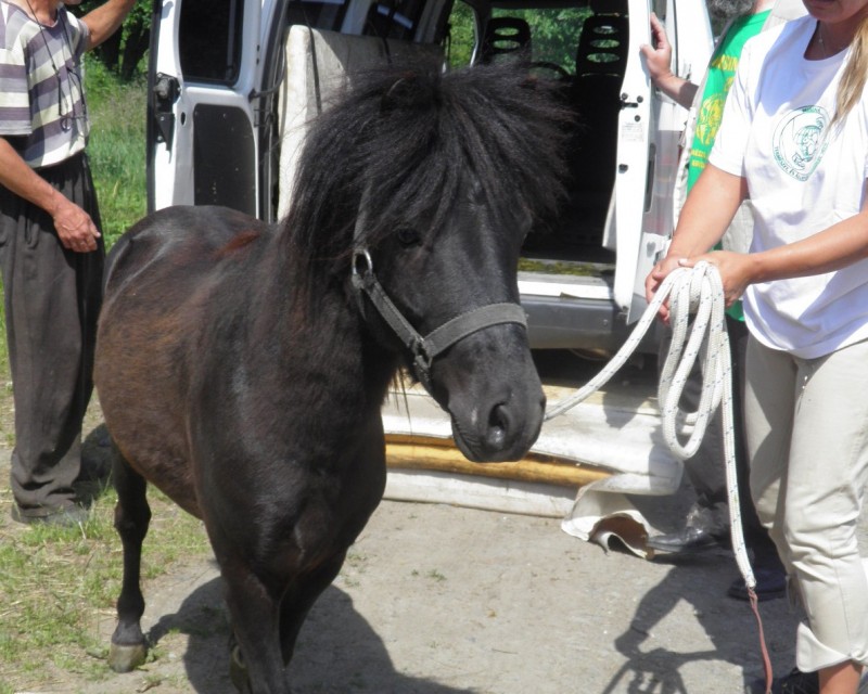 kidobott póni (Array)