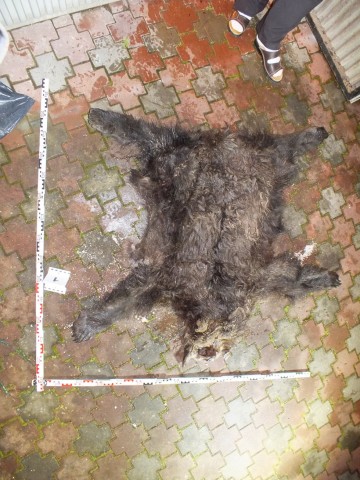 kilőtt medve (Array)