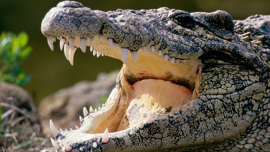 krokodil (Array)