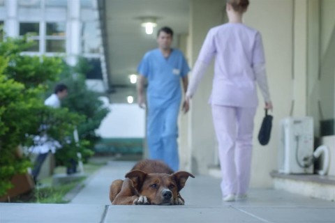 kutya-a-korhaz-elott(960x640).jpg (Array)