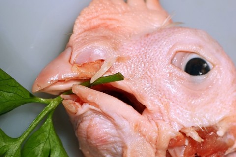 levágott csirkefej (Array)