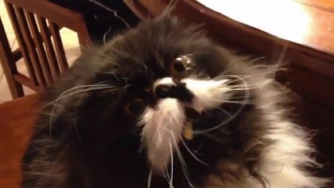 macska és jégkrém (Array)