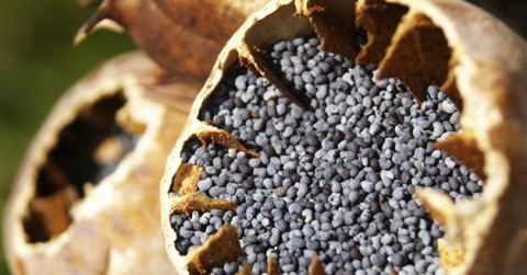 mákgubó, morfin, ópium, gyógyszerészet (Array)