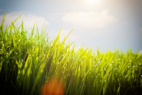 nyar(210x140).jpg (Array)