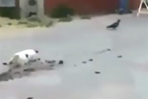 vadaszo-macska(960x640).jpg (Array)