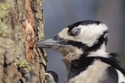 Harkaly(960x640).jpg (Array)