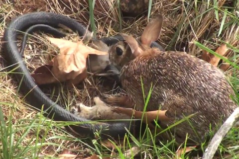 Kigyo-vs-nyul(960x640).jpg (Array)