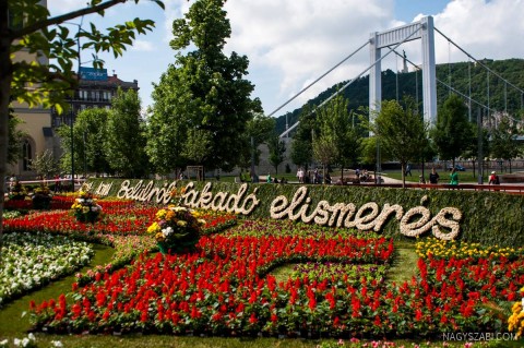 Virágszőnyeg (Array)