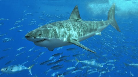 capa(960x640).jpg (Array)